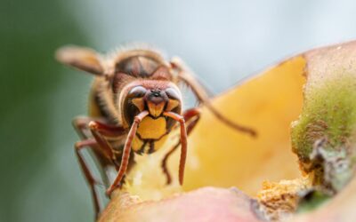 Hornissen- & Wespenschutz ist Arbeitsschutz – 5 Tipps zur besten Vorbeugung